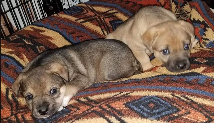 AllDogRescueMN tweet media