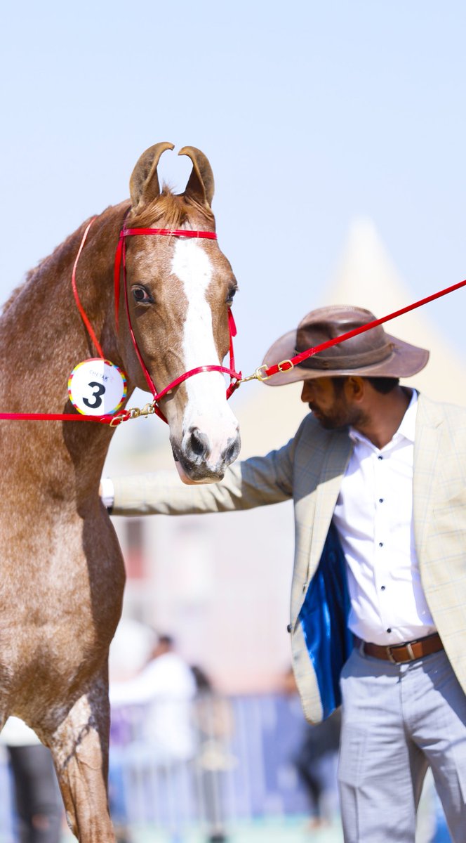 AjitNandal's tweet photo. Glad to meet with one of the huge and beautiful mare #Albeli #judging #horseshow @DarkHorseComics @horseandhound @LOCASHmusic . https://t.co/0HbyzwLVAJ