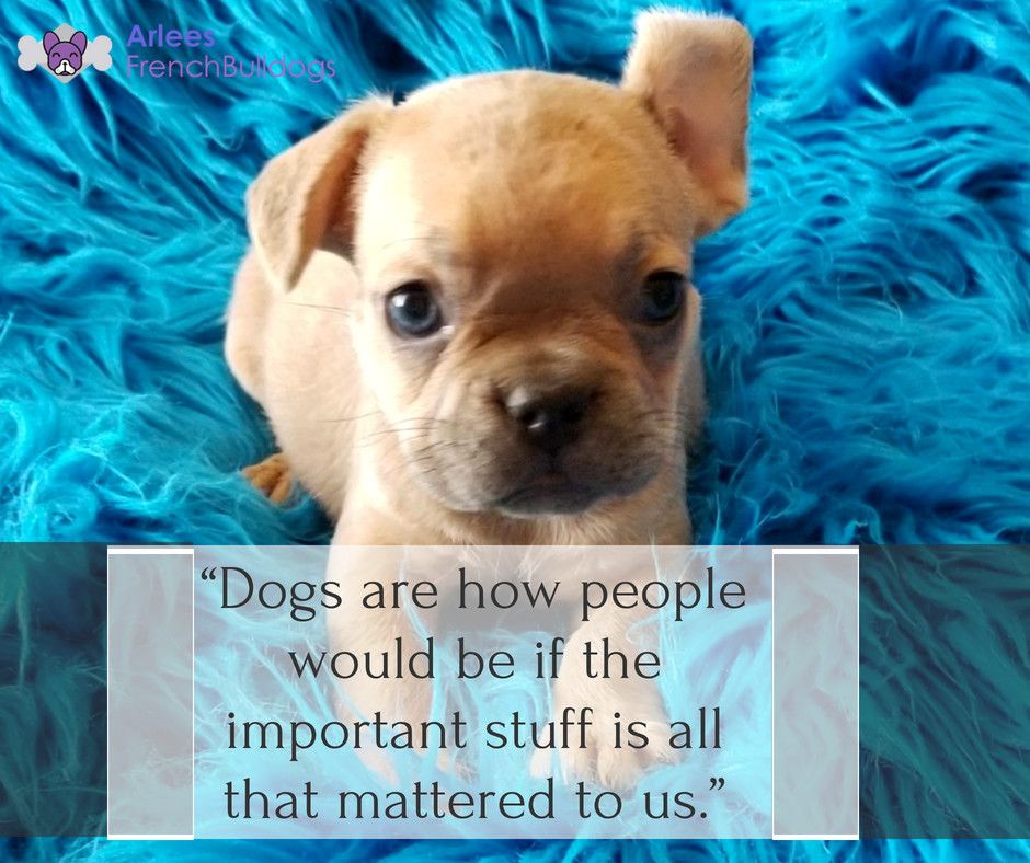 “Dogs are how people would be if the important stuff is all that mattered to us.” - Arlees French Bulldogs

“We are the home of your new friend”

#frenchieforsale #frenchbulldogbreeder #frenchiebreeder #bestfrenchiebreeder