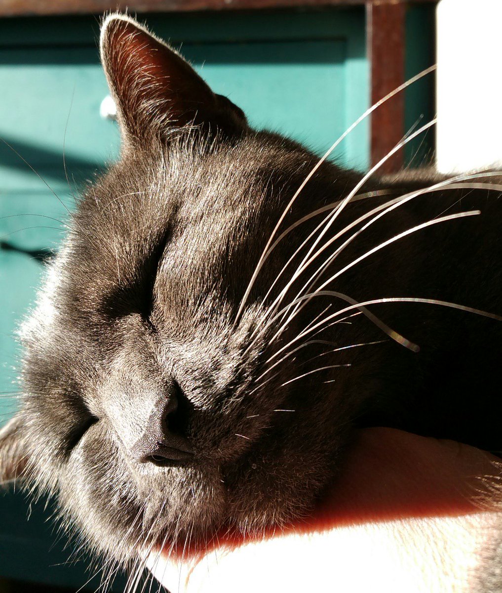 Sunbathing #CatsOfTwitter #catstagram