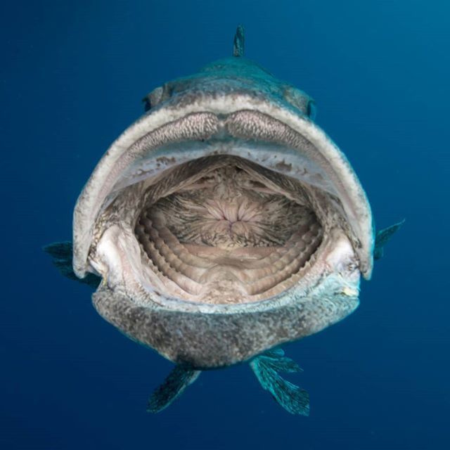 Caption this so I don't have to 😂😂😂😂 Potato Cod at the Cod Hole, Ribbon Reef 10.
#exploreTNQ #thisisqueensland #thisismyparadise #seeaustralia #experienceoz #canonaustralia

<a href="/australia/">Australia</a> <a href="/queensland/">Queensland Australia</a> @tropicalnorthqueensland <a href="/canonaustralia/">Canon Australia</a>
>>>>>>>>>>
F… bit.ly/2F2UbOu