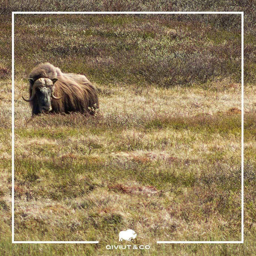 qiviutandco's tweet image. One for your 2019 #bucketlist - #Dovrefjell #NationalPark is the only place in #Norway (and one of the few places in the world) where you can travel to see the majestic Musk Oxen. We&apos;re packing our bags already! #wanderlust #muskox