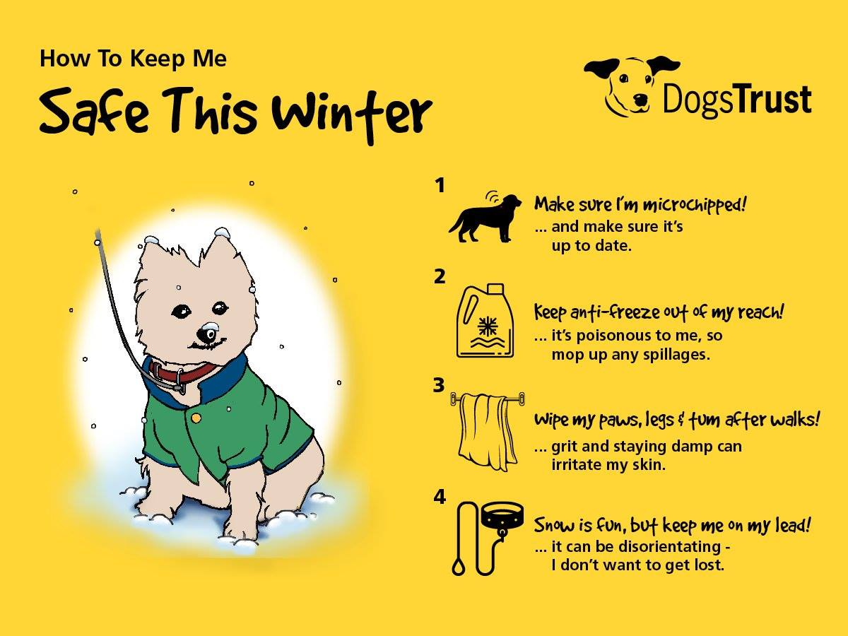DogsTrust's tweet photo. The weather's turning colder this week so make sure you take a few extra steps to protect your pooch 🐶❄️⬇️ More into &amp; advice: https://t.co/BL5PjoaLML https://t.co/lWfRTi8d2e