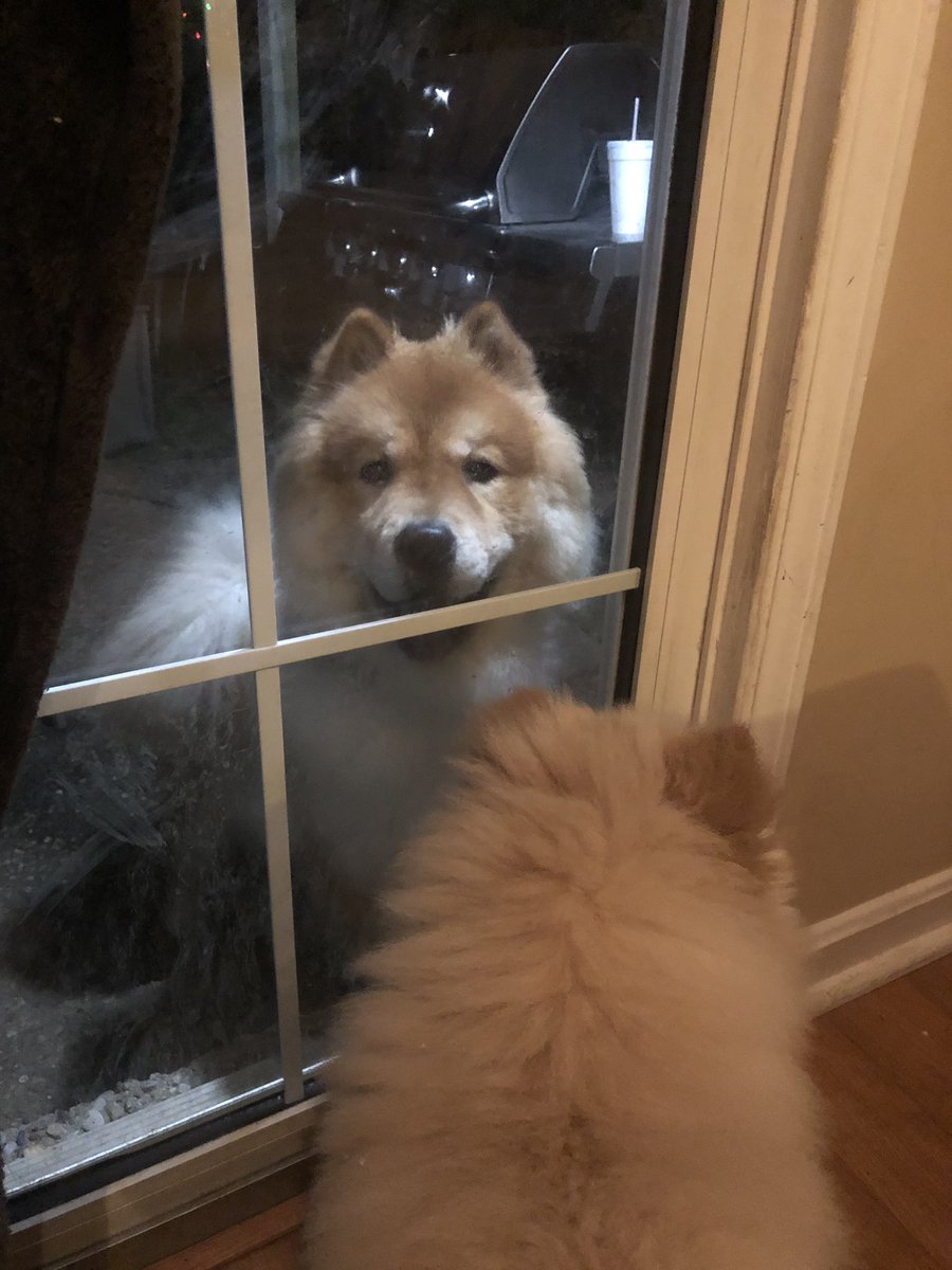 charliknauer's tweet photo. If you need a good start to your Wednesday, meet Granger 🐾🖤 https://t.co/ogv2zGELBX