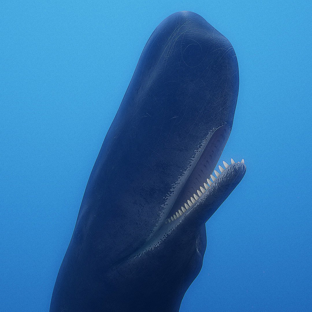 ChrisMasnaOk's tweet photo. I sculpted a thing! More on https://t.co/KL0uc2Br1q
Opinions are welcome.
#cachalot #spermwhale #physeter #whale #cetacean #3Danimation #whales #marinemammals #ocean #zbrush #substancepainter #Blender3D https://t.co/IGDXtJd6MT