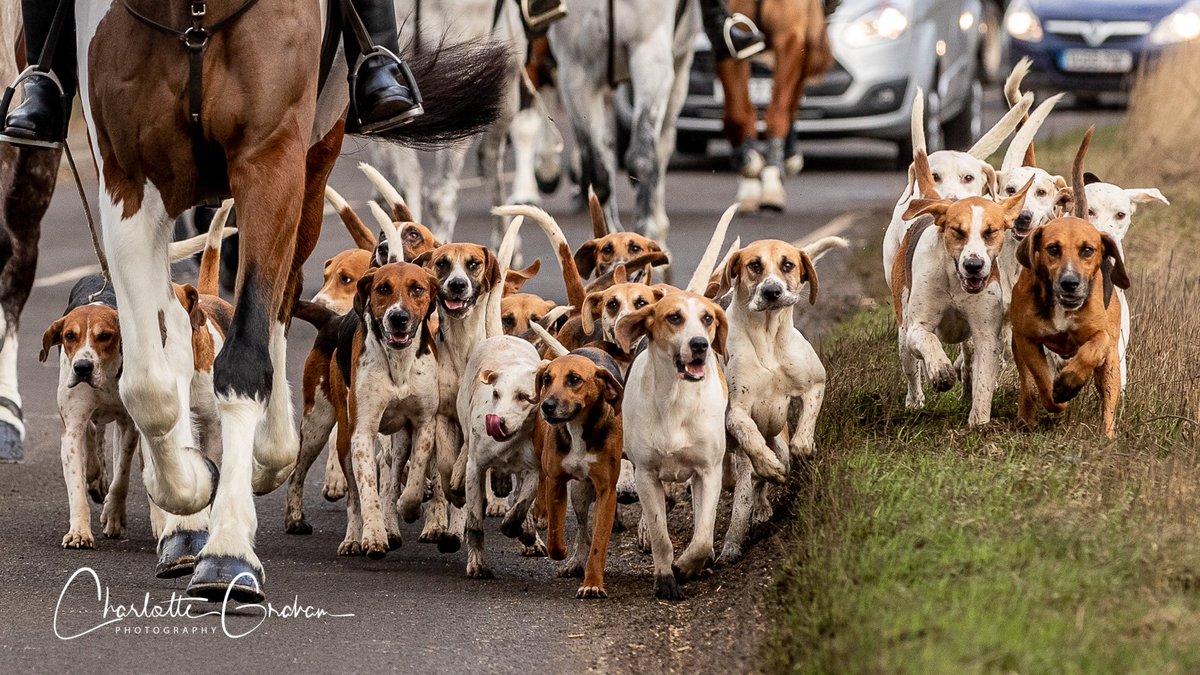 MadCowFudge's tweet photo. The Rockwood Harriers Ride out on their New Years Day Drag Hunt, image for the Daily Telegraph and in the Paper Today #DragHunt #Countryside @CACampaigns @FarmingUK #Yorkshire #Hounds #NewYearsDay https://t.co/ndm3Zrb5pU
