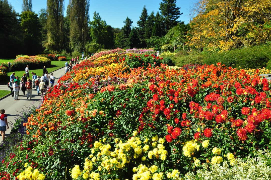 ヨーロッパ旅行 情報部 ドイツ 花の島 マイナウ島 ガーデニング愛好家に人気のスポット 島全体が庭園となっており 250種の花々と植物２万株以上が常時植えられ ガーデニングアートを見ることができます ボーデン湖 Inselmainau