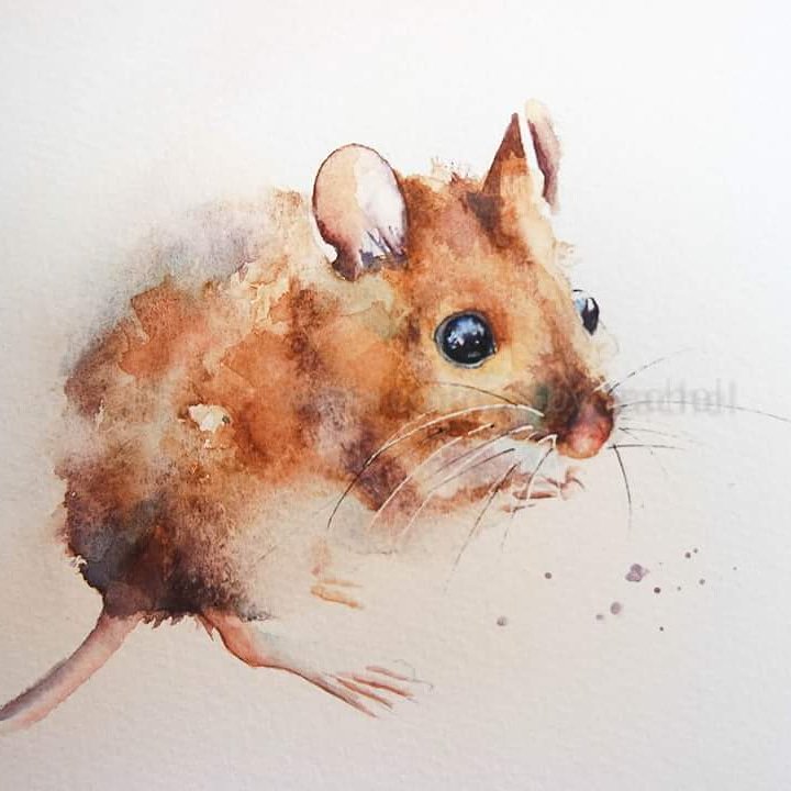 Rachel Toll on Twitter: &quot;Field Mouse #watercolour #mouse #animalportrait #painting #wildlifeart #BigArtBoost #thedailysketch #movement #wildlifeartist #devon #animalbehaviour #watercolour https://t.co/ZbaXc0vLoY&quot; / Twitter