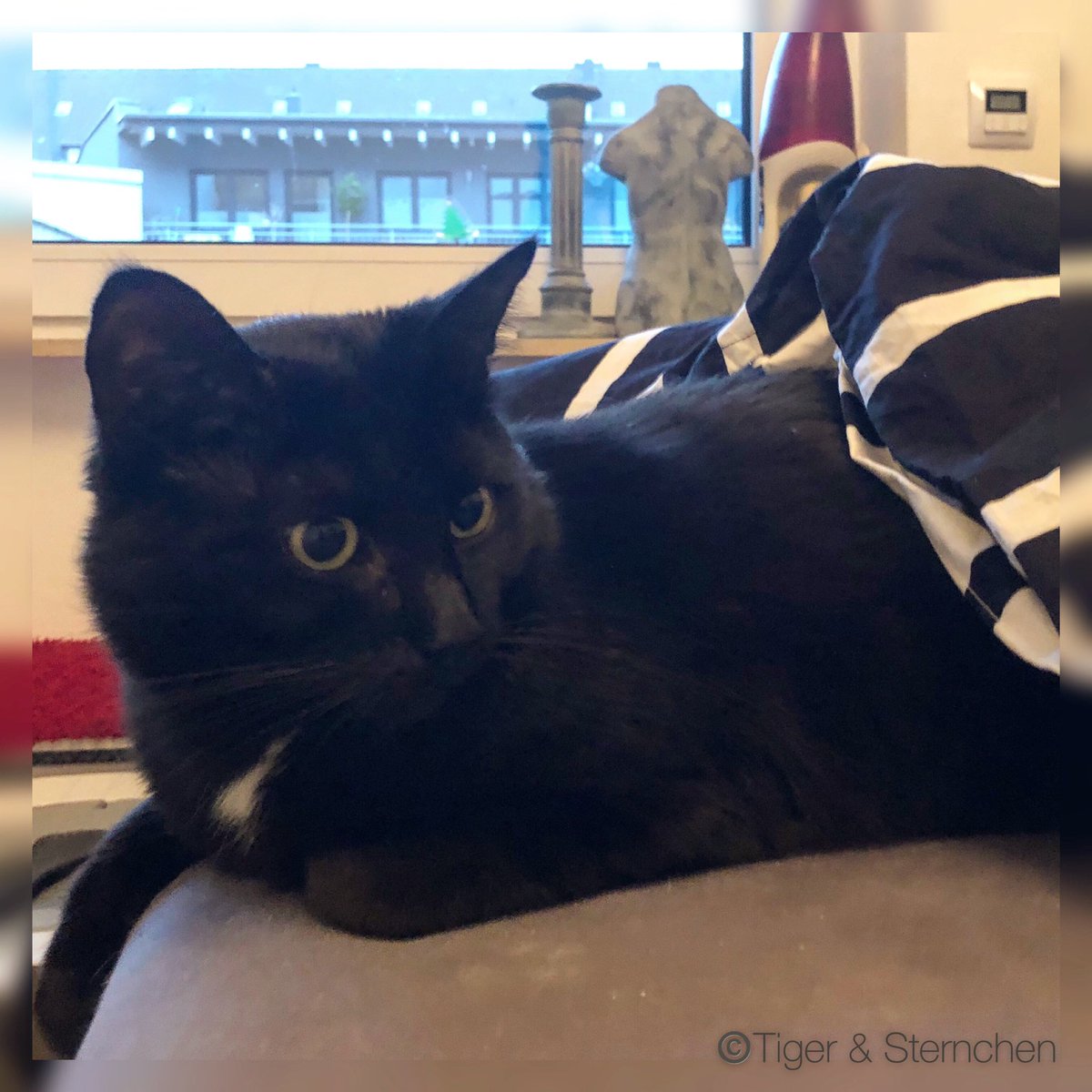 Tiger_Sternchen's tweet photo. Ich weiß nicht, wie es bei Euch ist, aber ICH bleibe heute definitiv noch im Bett und schlummere noch ein bisschen!😴😻
I do not know about you, but I'm definitely still in bed and sleep some more!😴😻🐾
#2019 #schlummern #imbett #inbed #follow4follow #followforfollow #blackcat https://t.co/GosBpyKYjC