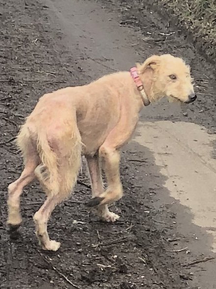 PetsLocated's tweet photo. Brown/Tan Dog found in Chelsfield (BR6) on 1st January 2019 #founddogs #foundpets https://t.co/ZmkKFYF7zO https://t.co/TiS0N4KXg3