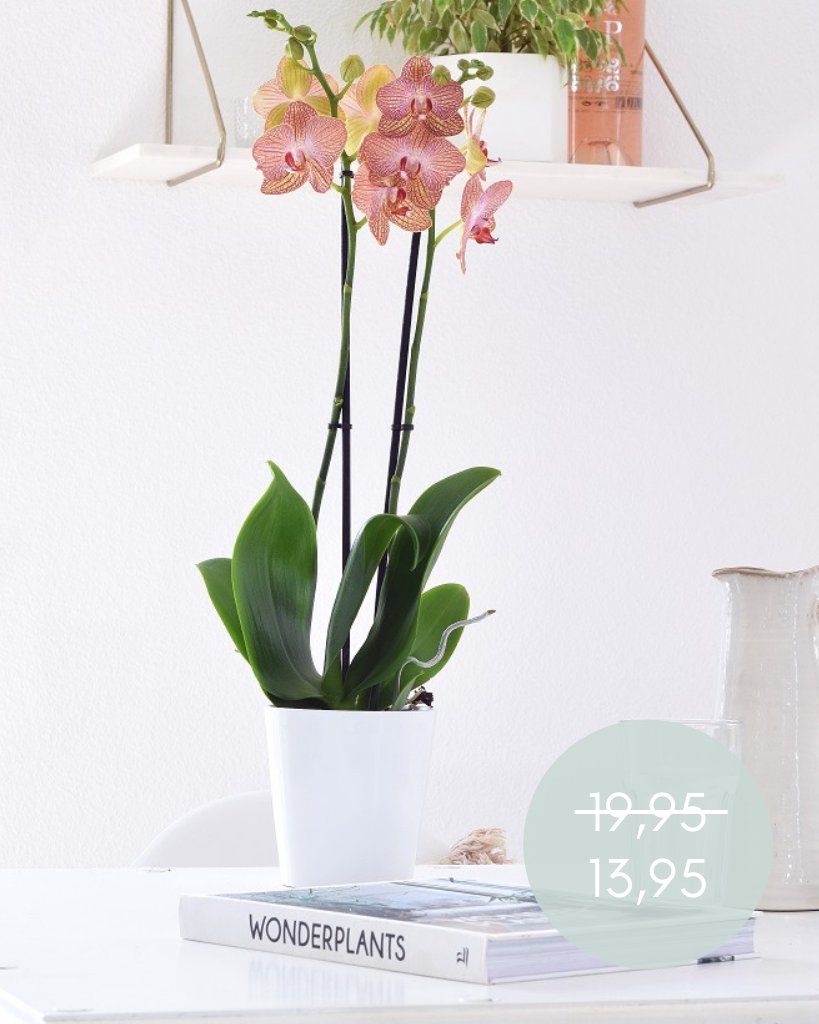 GreenBubble_com's tweet photo. Kerstboom eruit, kamerplant erin 🌵 Shop tijdelijk heel veel toffe planten súper voordelig 🙋🏼‍♀️

https://t.co/G0fmP7VgbE

#webringyouhappiness #planten #gratisverzending #heelveelkorting https://t.co/NXs1iiBr0r