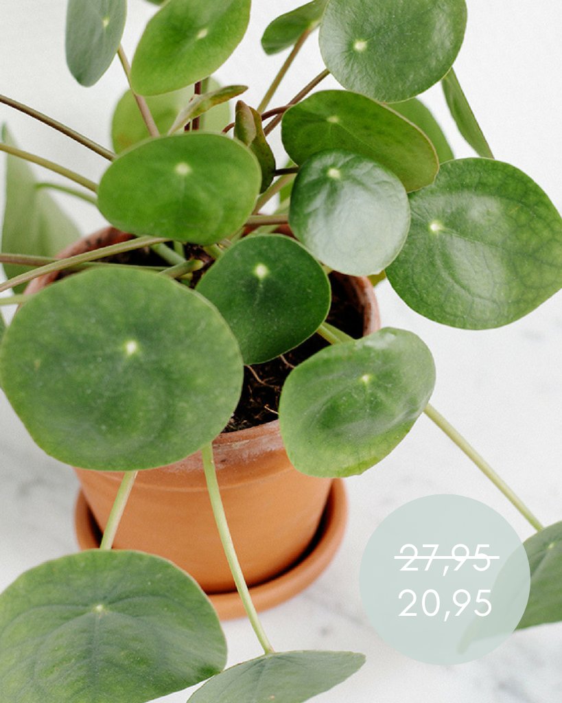 GreenBubble_com's tweet photo. Kerstboom eruit, kamerplant erin 🌵 Shop tijdelijk heel veel toffe planten súper voordelig 🙋🏼‍♀️

https://t.co/G0fmP7VgbE

#webringyouhappiness #planten #gratisverzending #heelveelkorting https://t.co/NXs1iiBr0r