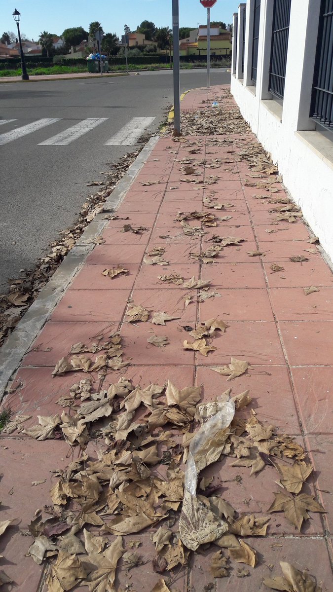 La mala planificación medioambiental en #Espartinas a base de árboles de hojas caducas tiene consecuencias para nuestros vecinos en una absoluta falta de higiene al no poder afrontarse el altísimo coste.