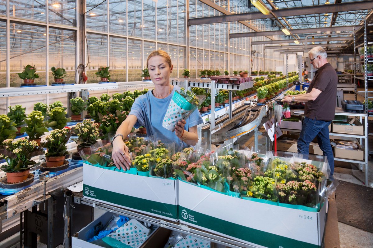 VilosaPlants's tweet photo. Fris het nieuwe jaar in! Onze medewerkers zijn alweer hard aan het werk. We wensen u het beste voor het komende jaar!
#Vilosa #Growingdelight #kalanchoe #vetplantmetbloemen #potbloeier #instaflowers #flowergram https://t.co/lxXFYpgUw9