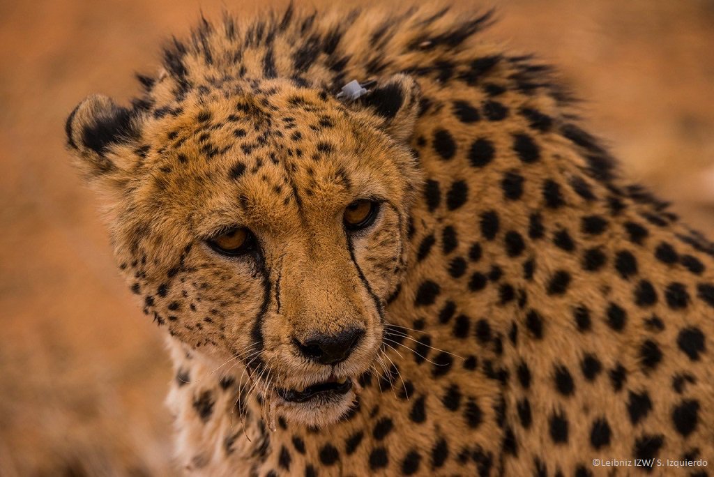 BMBF (@bmbf_bund) on Twitter photo WissenschaftlerInnen des Tierbeobachtungssystems Icarus haben in Namibia Geparden, Elefanten & andere Großsäuger mit elektronischen Ohrmarken ausgestattet. Die Beobachtung aus dem All soll z.B. zu Maßnahmen für den Artenschutz führen. ow.ly/1ucV50k53Ed <a href="/FVB_adlershof/">Forschungsverbund Berlin</a> WissenschaftlerInnen des Tierbeobachtungssystems Icarus haben in Namibia Geparden, Elefanten & andere Großsäuger mit elektronischen Ohrmarken ausgestattet. Die Beobachtung aus dem All soll z.B. zu Maßnahmen für den Artenschutz führen. ow.ly/1ucV50k53Ed <a href="/FVB_adlershof/">Forschungsverbund Berlin</a>