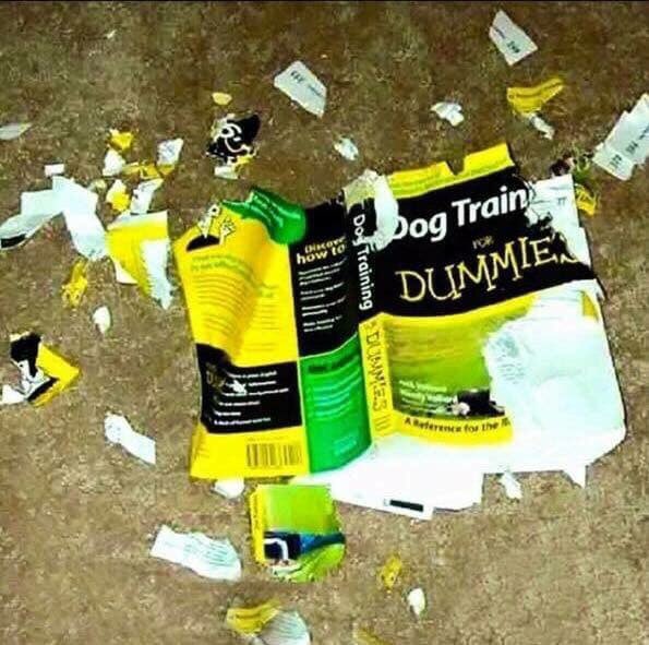 ComedySimon's tweet image. #DogTraining #dogsoftwitter