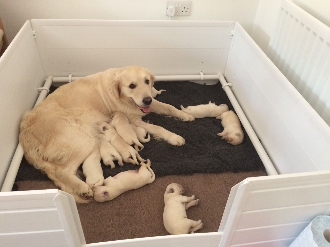 Pregnant dog bed 2025