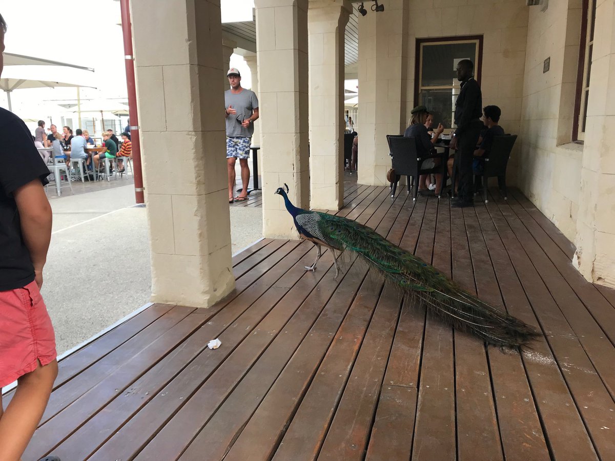 GaryODonnell10's tweet photo. Rottnest Pub - some of the locals strutting around #6000views https://t.co/A7rh4vwL9E