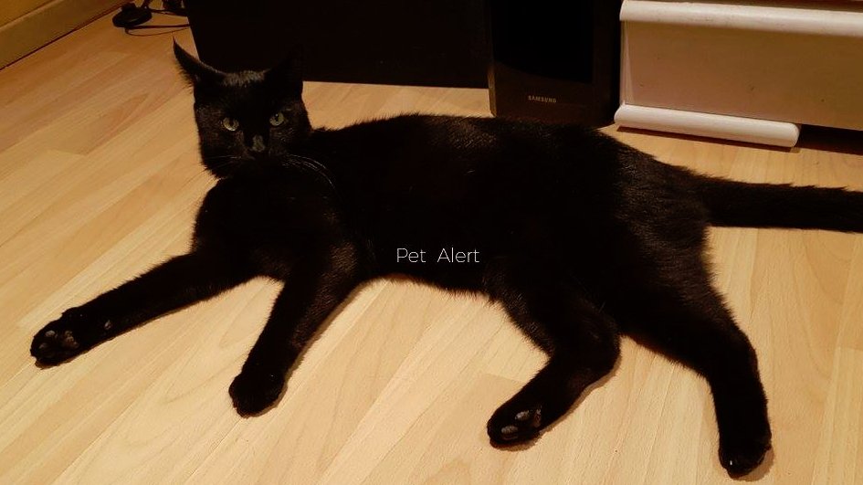 Missing Animaux 81 02 01 19 Perdu Chat Noir A Labruguiere La Recuquelle Tyga Collier Gris Tel 06 63 13 68 58 Tarn Missing Animaux 81 02 01 19 Perdu Chat Noir A Labruguiere La Recuquelle Tyga Collier Gris Tel 06 63 13 68 58 Tarn