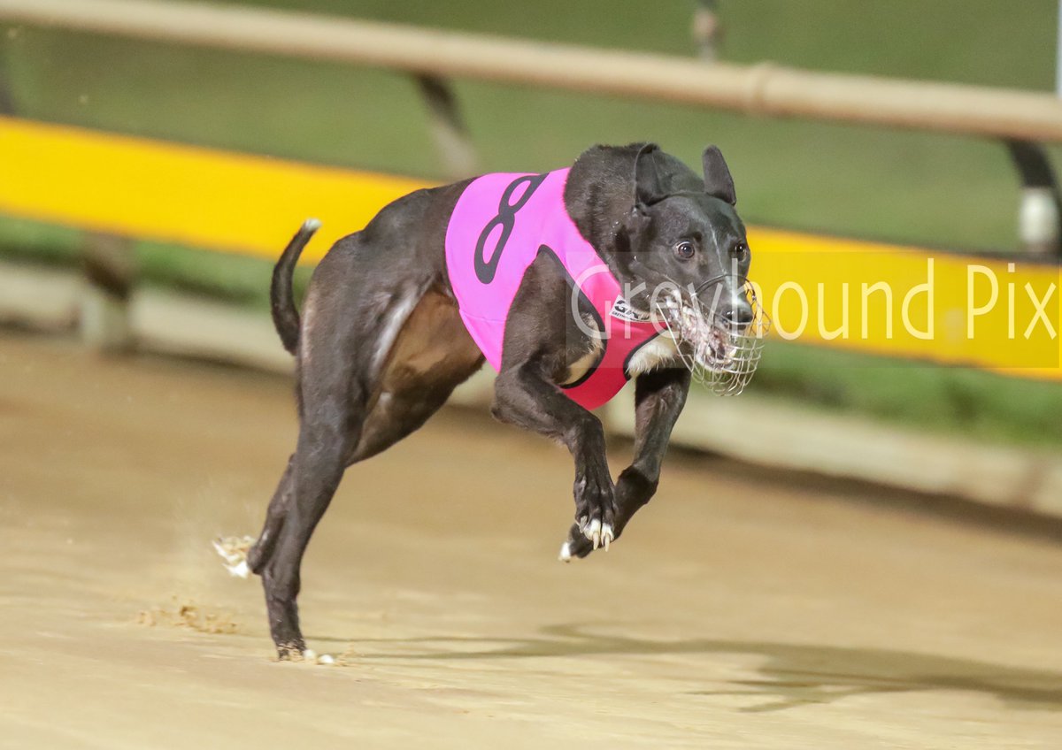 greyhoundpix's tweet photo. Lektra Swing winning the Greyhound Adoption Program for trainer @the_daillys at @Ballaratgreys @GRV_News https://t.co/RT4h4V408z