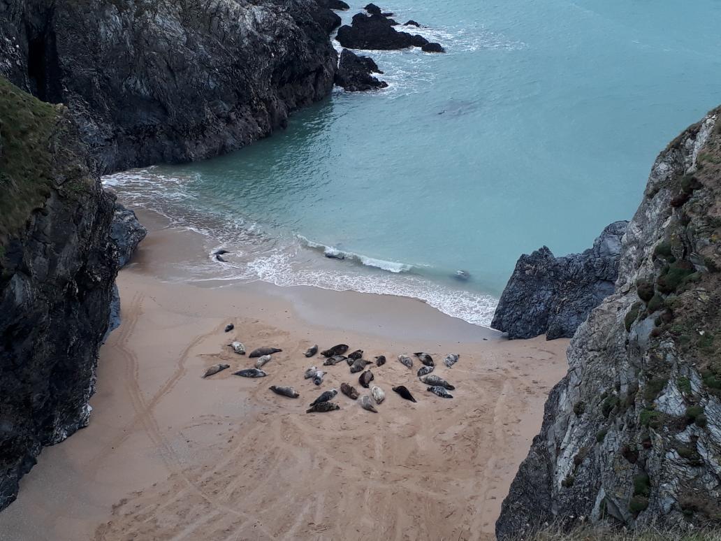 BevHunt72's tweet photo. So at #PollyJoke beach now in Cornwall on my #Walk17 of 50 for @HumanimalTrust and met a few seals sleeping off their Christmas dinners..😊😊😊
https://t.co/dxBulGmP08 https://t.co/jRiQRK65TM