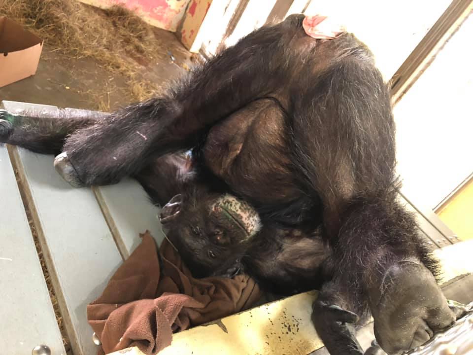 SaveTheChimps's tweet photo. We hope your New Year workout routine is going better than Ms. Vicky's. 🙃🤣
#VickyTheChimp #NewYear #NewYearNewYou #resolutions2019 https://t.co/GtTEg5FY7Q https://t.co/NP2MMOBzy5