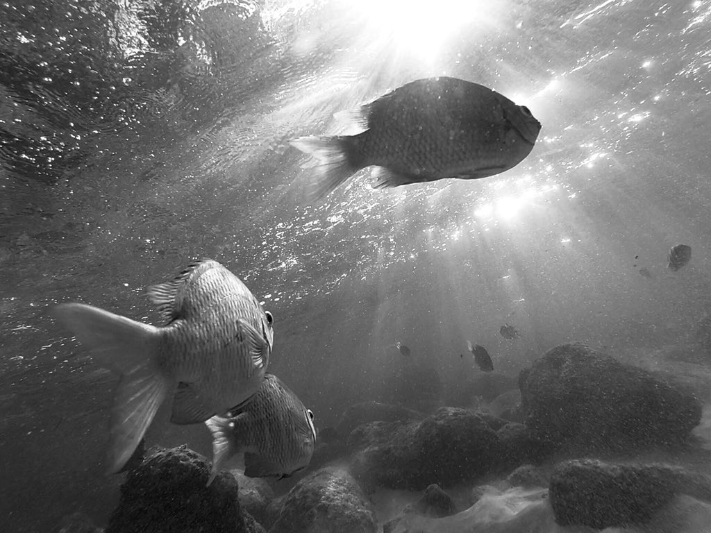 xurxomar's tweet photo. Sigo a experimentar coa luz do solpor submarino. https://t.co/xebDcVvNoM
