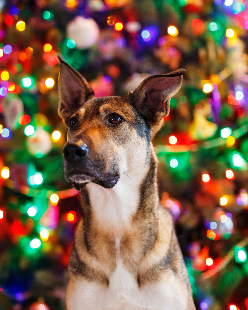 Debography's tweet photo. My buddies!  One likes to take pictures better than the other one, can you guess which? #DogsLife #BellaandBuster #SquirrelHunters #Debography #DogPics #ADogsChristmas #MyOwnDetroitDogRescue https://t.co/KFMRTm8poc