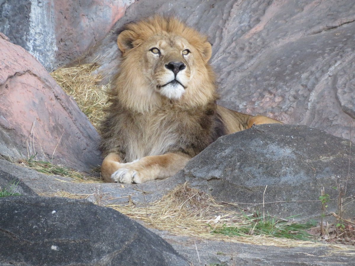 池田 米造 飛行機飛んで無いけど上を見る サン ライオン 東山動植物園