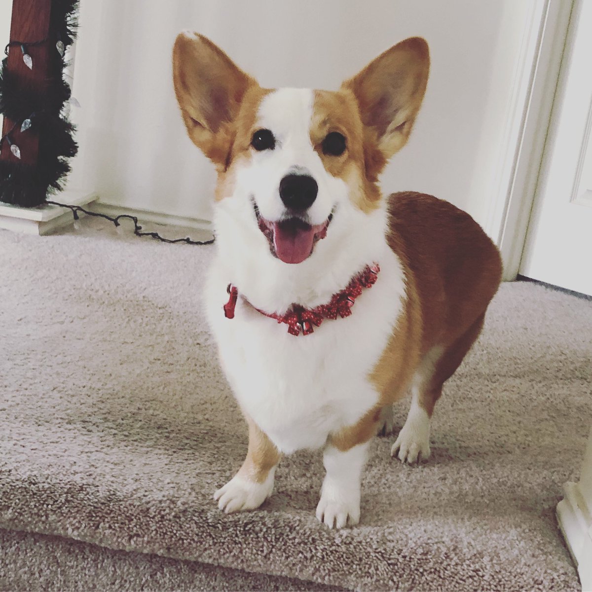 takithecorgi's tweet image. Picture flipping perfect 💖🎁 #corgi  #corgis #corgisofinstagram