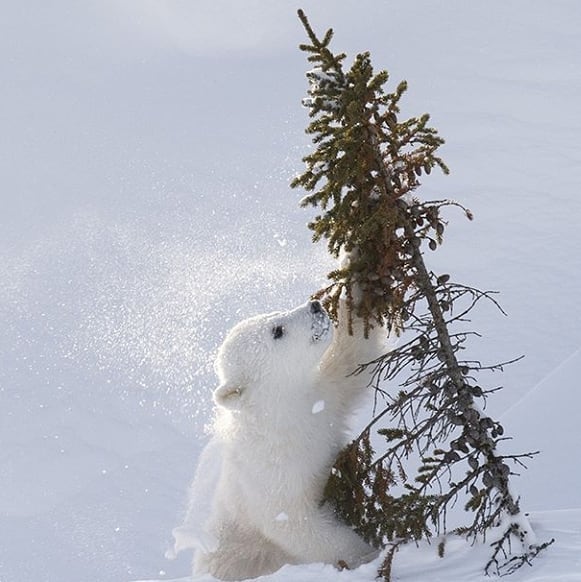 GF_Shop's tweet image. Happy New Year ❤☃️🌲
@daisygilardini 
#2019