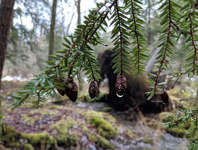 DHConservancy's tweet photo. The rainy year continues.
Photo by Daniel Gleckler
#rain #raindrop #nature #landtrust #dhconservancy #delawareriver #landconservation #conservation #forests #cleanwater #protectedland #optoutside #escapebrooklyn #catskills #iloveny #poconomtns #liveaut… https://t.co/TTxyR8pHzX https://t.co/10phrhHdmx