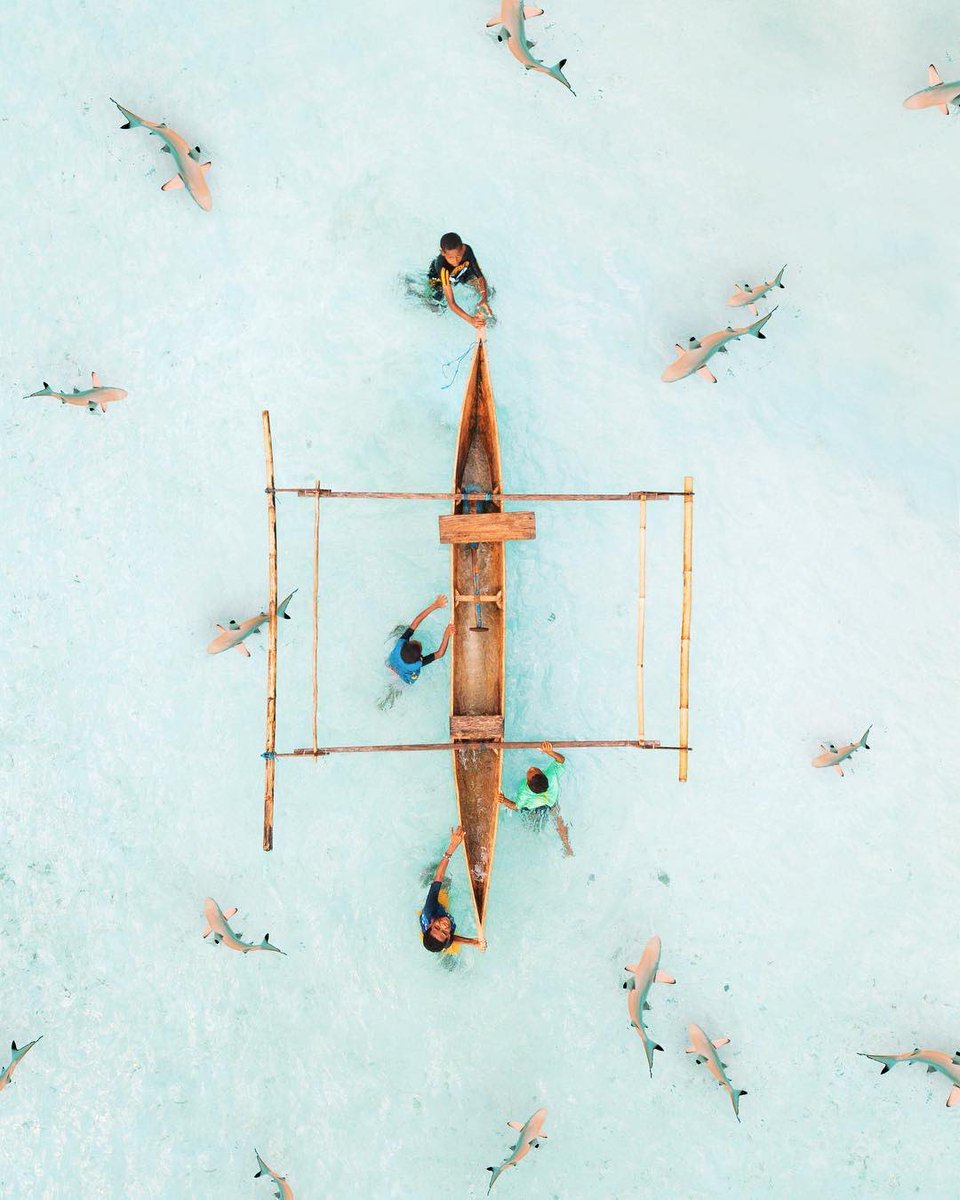 wonderfulid's tweet photo. This stunning picture taken by Costas Spathis in Piaynemo, Raja Ampat shows that these beautiful sharks are very much harmless here. When you are visiting this place, please remember to be nice to them too. #WonderfulIndonesia https://t.co/D1aOLYfuTD