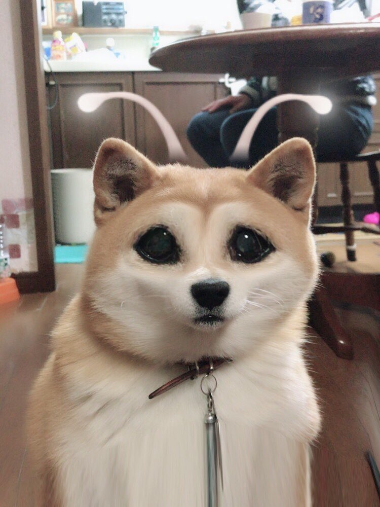 デブ柴 うめ 柴犬 Umeeee0611 Twitter
