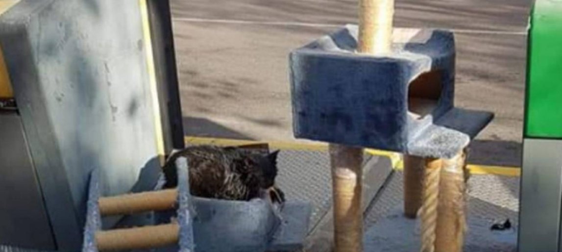 PartidoPACMA's tweet photo. 🐱 Abandonan a un gato junto a la basura con su cama y su rascador. Los agentes encontraron al animal rociado con gasolina. Ocurrió en #Fuenlabrada 

Nilo falleció pese a recibir asistencia veterinaria. La crueldad humana no tiene límite.

🗞 https://t.co/kVjpYNhjPO https://t.co/f3gxtqkDC3