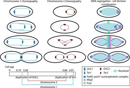 Nelly Dubarry did a great piece of work on Rhodobacter division. Great to see it in Mbio as first paper of 2019. Happy New Year!
