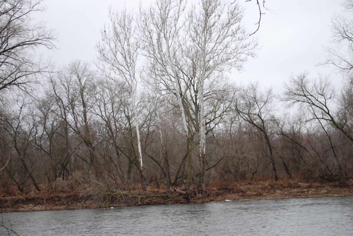 neil_dunning's tweet photo. #365Trees is a wrap. Learnings from the year:
-challenge of making a camera see what the eye sees
(respecting skilled photographers!)
-Brant/Brantford have countless beautiful and interesting trees.
Anticipating more exploration. #BrantBrantfordTrees #sycamore https://t.co/YuwKWFO5Xw