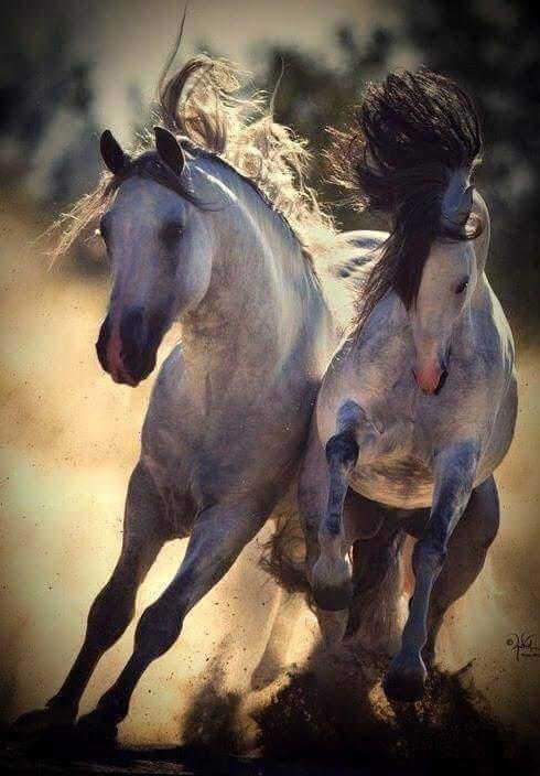 EquineMatch tweet picture