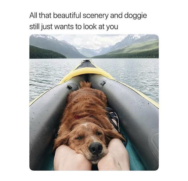 WholesomeMeme's tweet photo. https://t.co/CWRJo9Db9T