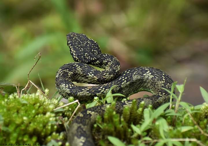 Ganeshnc1S's tweet photo. Malabar Pit Viper 
The Nilgiris 
Photo by Felix Nirmal Dev 
#wildlife #snakes #photography https://t.co/XJAuCiToTs