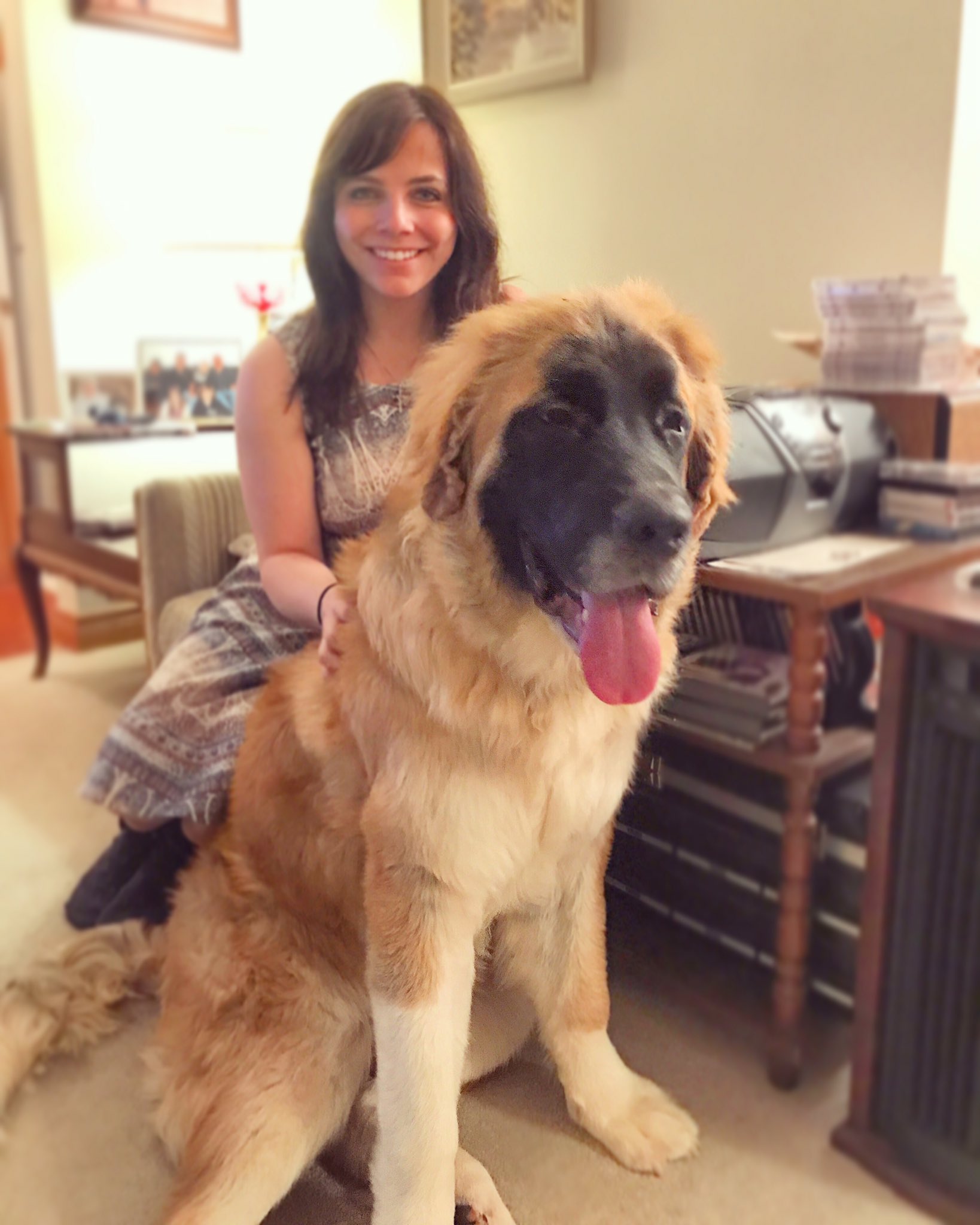 leonberger newfoundland