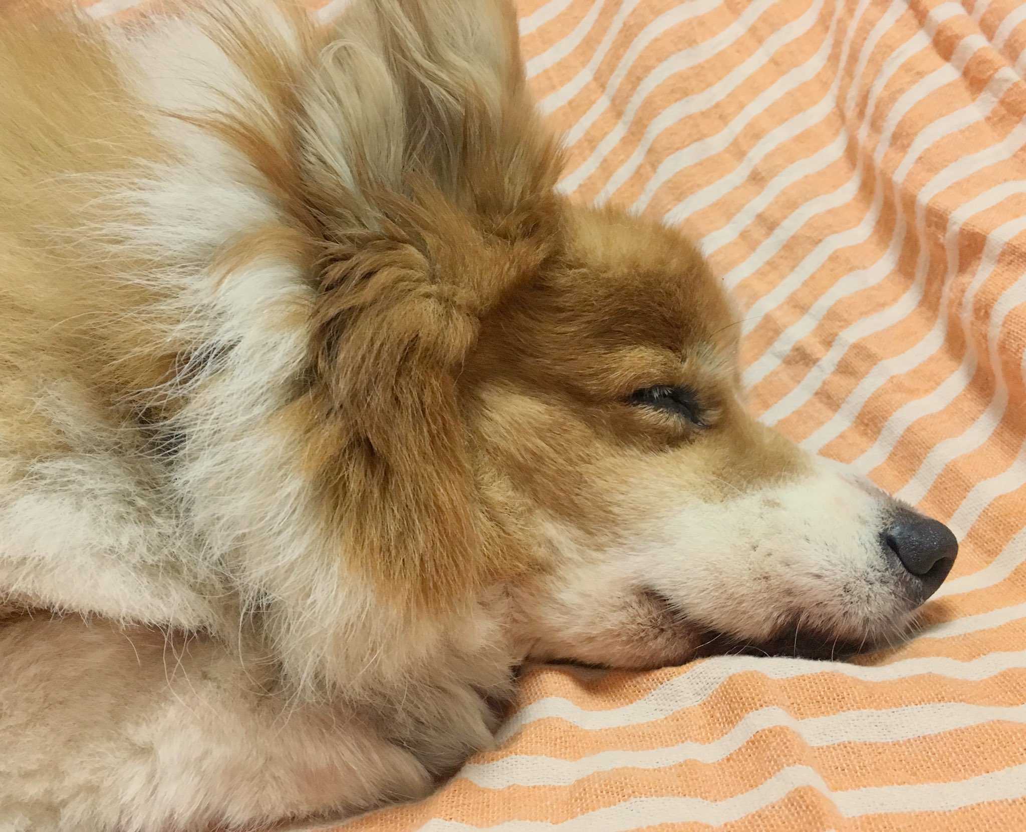 Mayudog 寝顔が笑ってるふうに見えるね コーギー 犬 ペット フラッフィー Corgi Dog Pet Fluffy 寝顔 T Co Mxumkjbzmg Twitter Mayudog 寝顔が笑ってるふうに見えるね コーギー 犬 ペット フラッフィー Corgi Dog Pet Fluffy 寝顔 T Co Mxumkjbzmg Twitter