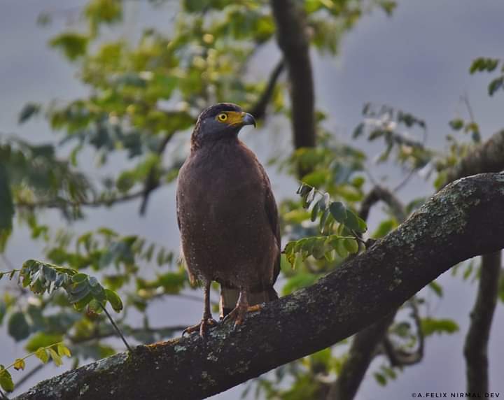 Ganeshnc1S's tweet photo. Crested Serpant Eagle
The Nilgiris 
Photo by Felix Nirmal Dev 
#wildlife #snakes #wildlifephotography #Eagles https://t.co/fDM82cqXP9