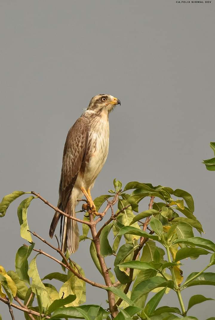 Ganeshnc1S's tweet photo. White-Eyed Buzzard,
#Coimbatore, 2018 by Felix Nirmal Dev. #birds #wildlife #wildlifephotography #naturephotography https://t.co/tF9vGs7Mt2
