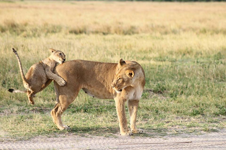 AfricanBushCamp's tweet photo. What a picture? Our guide Banda managed to capture this hilarious moment at Moremi Game Reserve. Book Khwai in the secret season, save some money & avoid the crowds: https://t.co/ejFRhEfq3M
#LiveInCamp #Moremi #Botswana #FamilySafari https://t.co/afvkFWVBvp