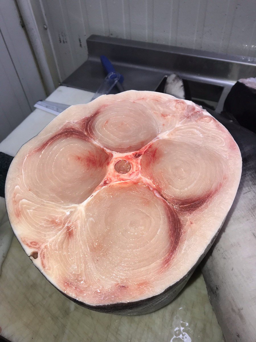 SeasourceImport's tweet image. Fresh #Swordfish from the Galapagos Islands @ fantastic prices! Call or DM for specials.