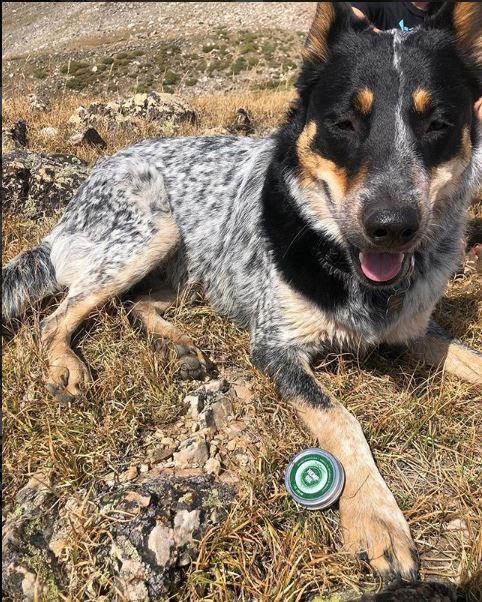 CBD for Pets | Farm Bill Passes! -December Newsletter - mailchi.mp/ab68329c6d2a/n…