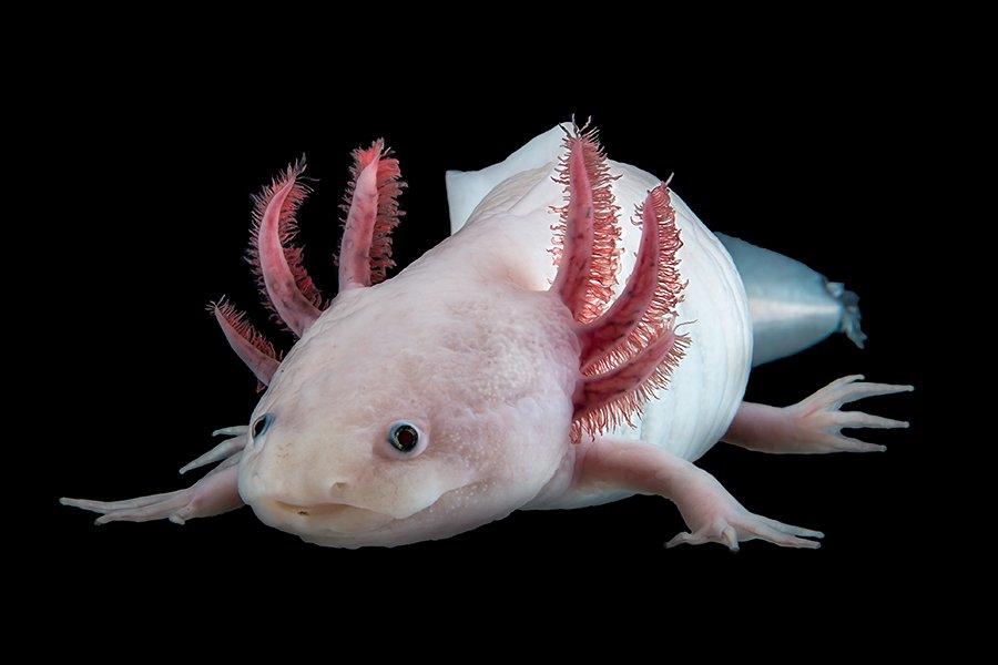 IMPvienna's tweet photo. Research highlights of the past year? @QuantaMagazine has included the #axolotl genome in its compilation: https://t.co/LAc2FXo0RF
@IMPvienna @viennabiocenter @mpicbg @csbdresden @CRTDpress https://t.co/16SiQPRBBz