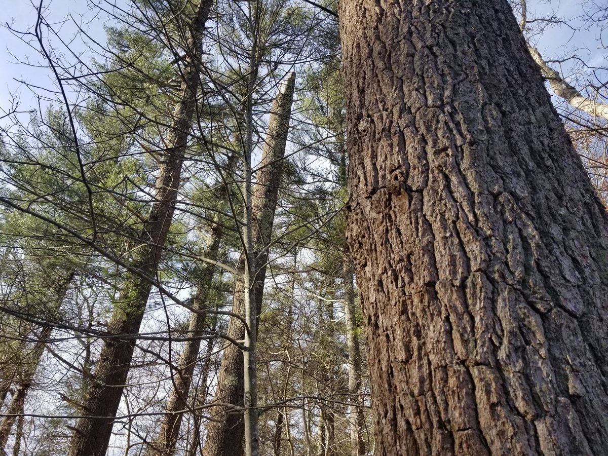 RJ_Heim's tweet image. We haven't lost this many trees across Southern New England since the late 1980's. The causes, and preventative measures you can take, in my story at 6 PM on NBC 10 News, WJAR-TV Providence-New Bedford