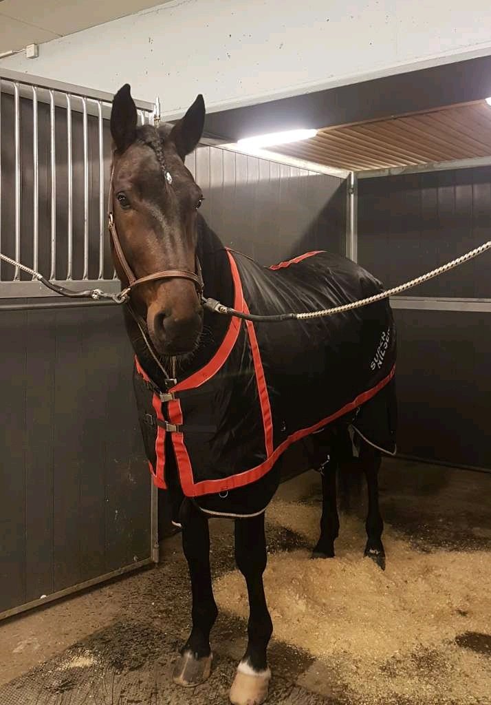 Eventhor Jet leverte et strålende løp og vinner sprettlett på Bjerke idag 🥇😍. 2019 startet på best mulig måte 😍